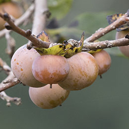 Kaki lotus, Caqui del Cucaso, Ciruelo caqui